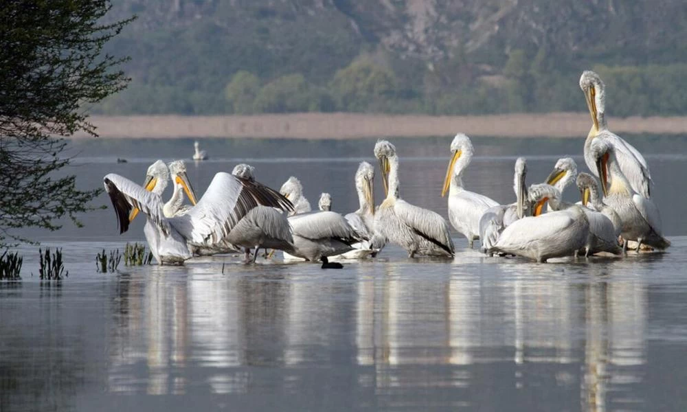 Γνωρίστε και προστατέψτε τους υγρότοπους της περιοχής σας